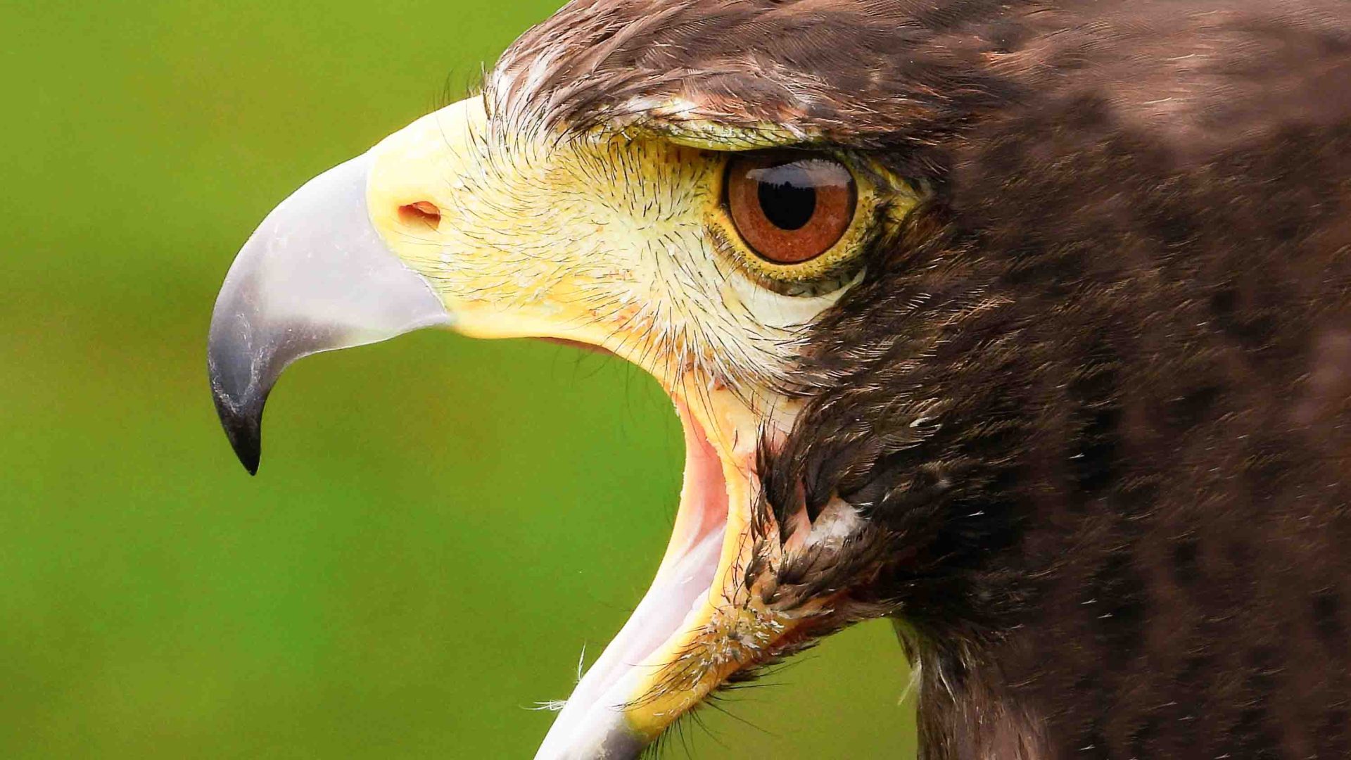 A Harris Hawk with its beak open.