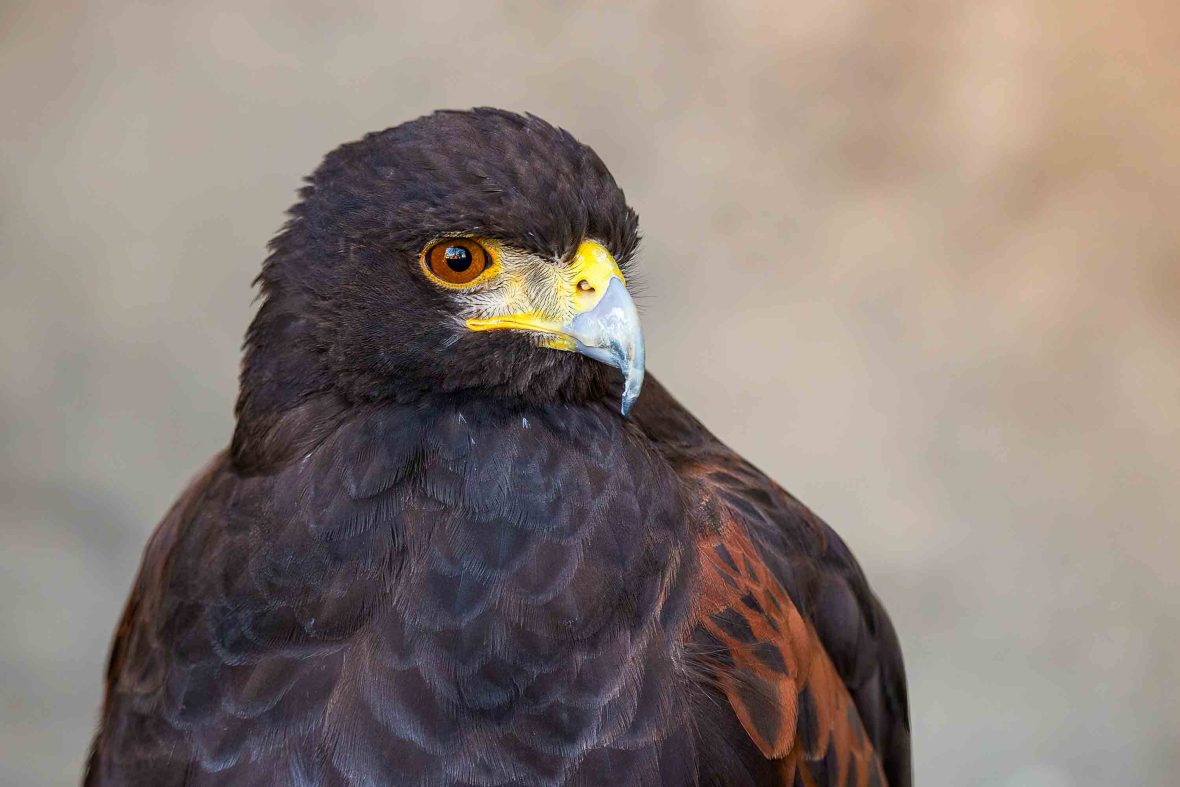 A close up of a Harris Hawk.