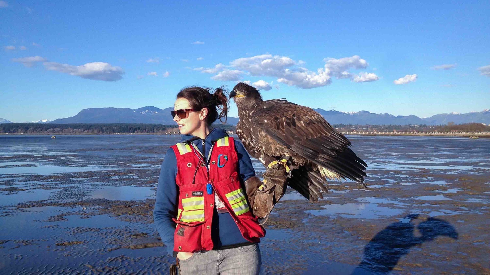 A woman who works for the Raptors at the airport has a bird rest on her hand.