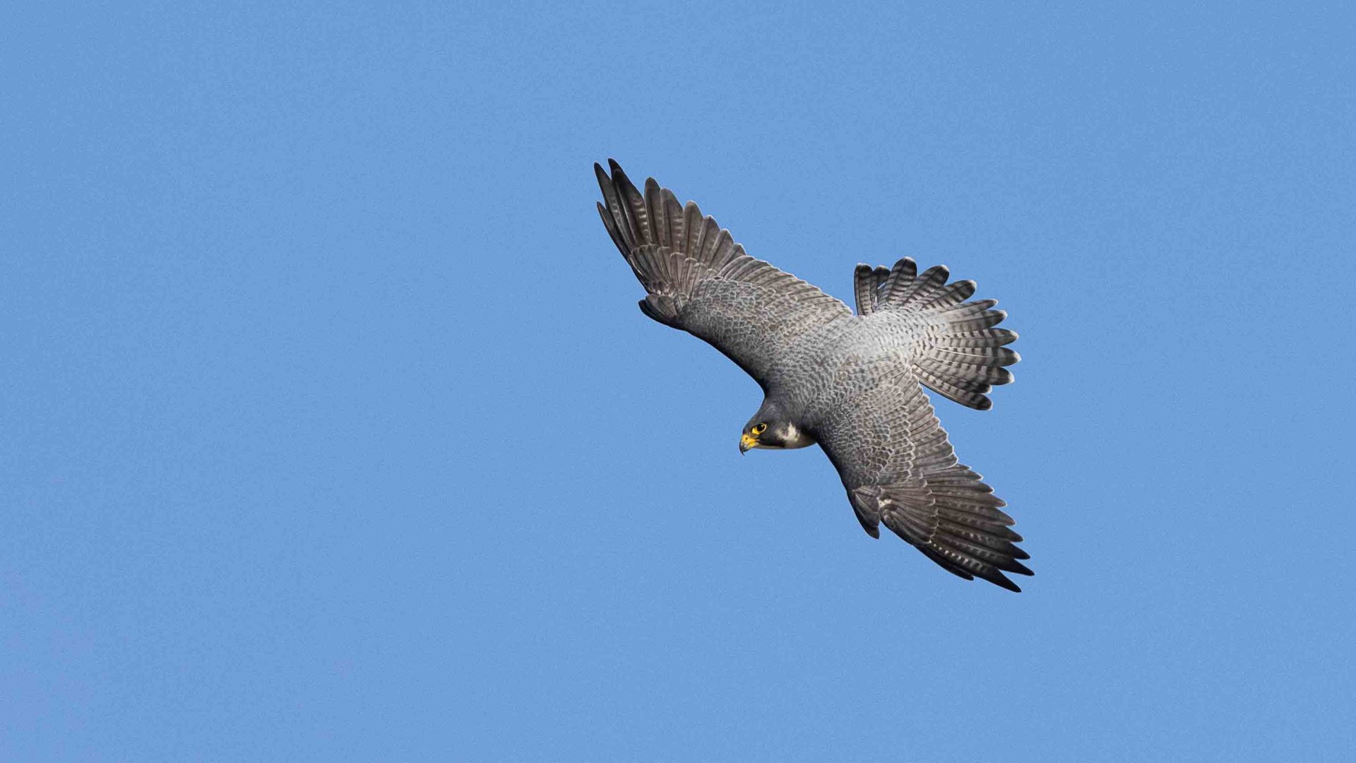 A Peregrine Falcon flying through the sky.