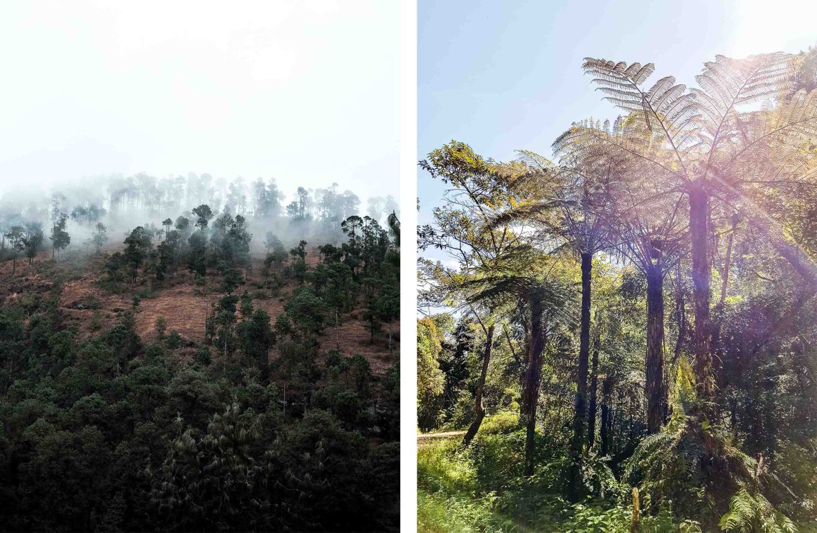 Forests in Madagascar.