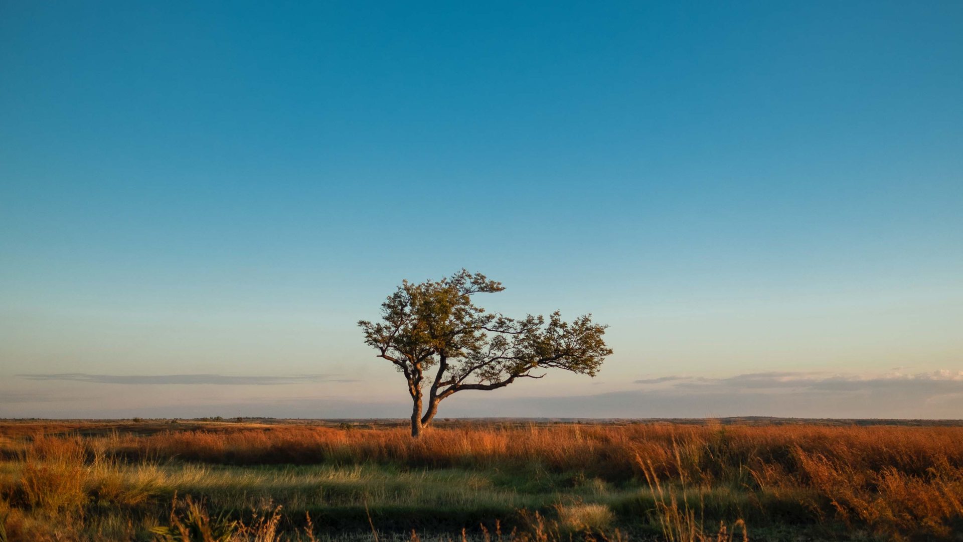 A lone tree against a blue sky.