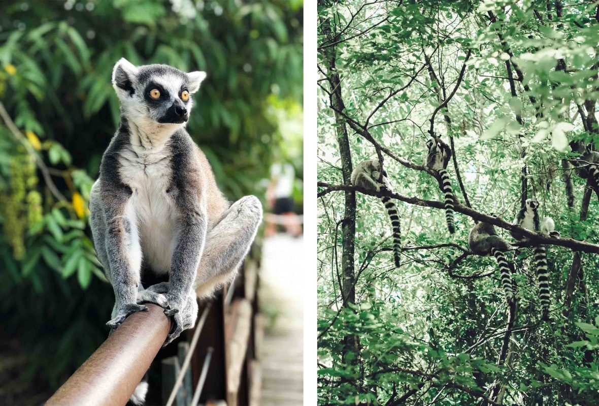 Lemurs close up and in a tree.