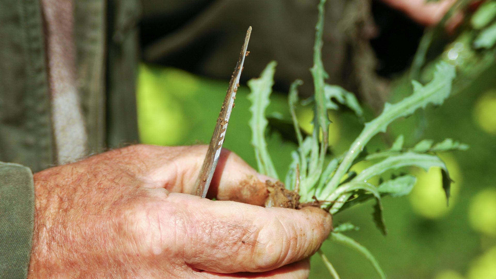 Hunting for horta: The beloved Cretan pastime of foraging wild greens