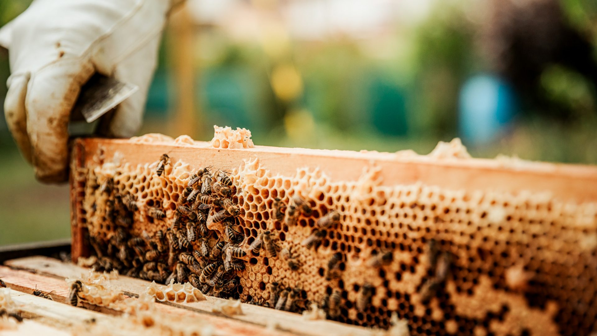 Against all odds, one man is making honey in the desert of Qatar