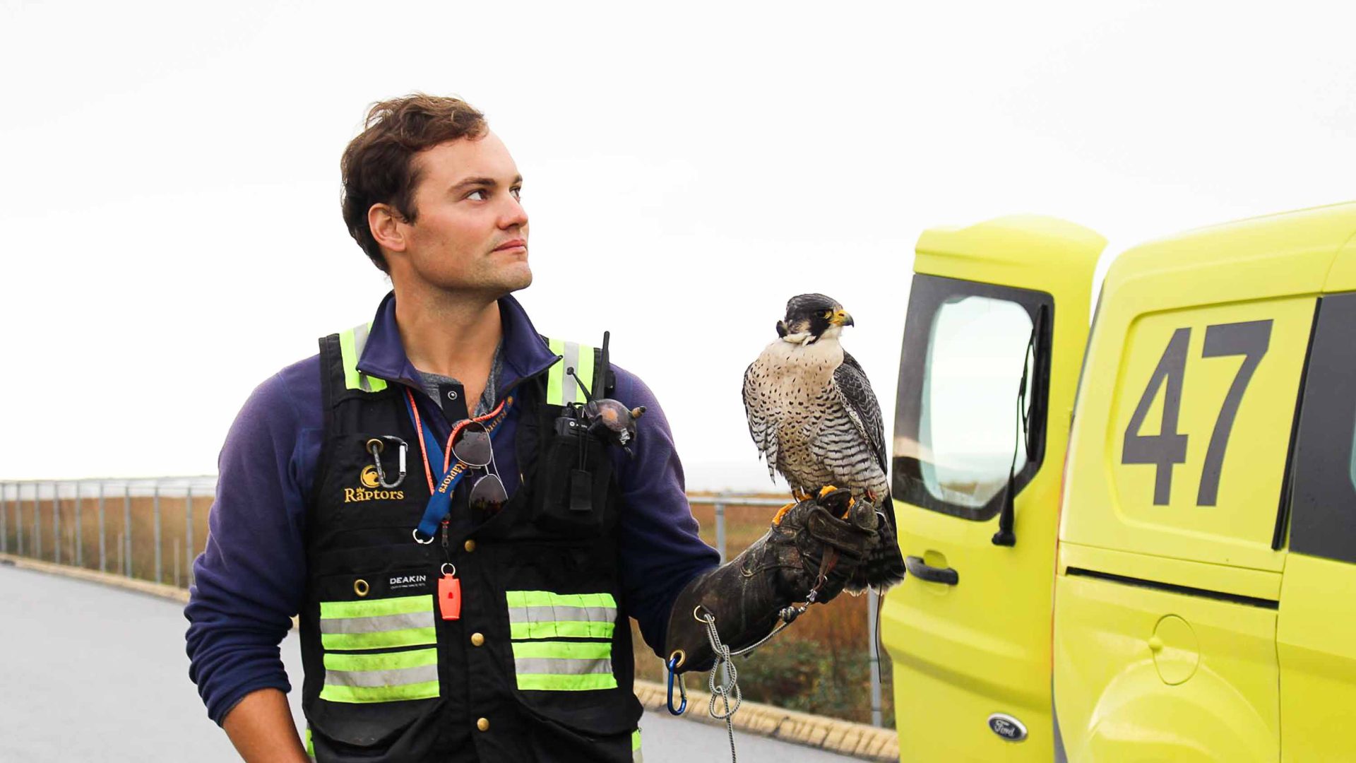 Predator power: The birds of prey keeping us safe on our travels