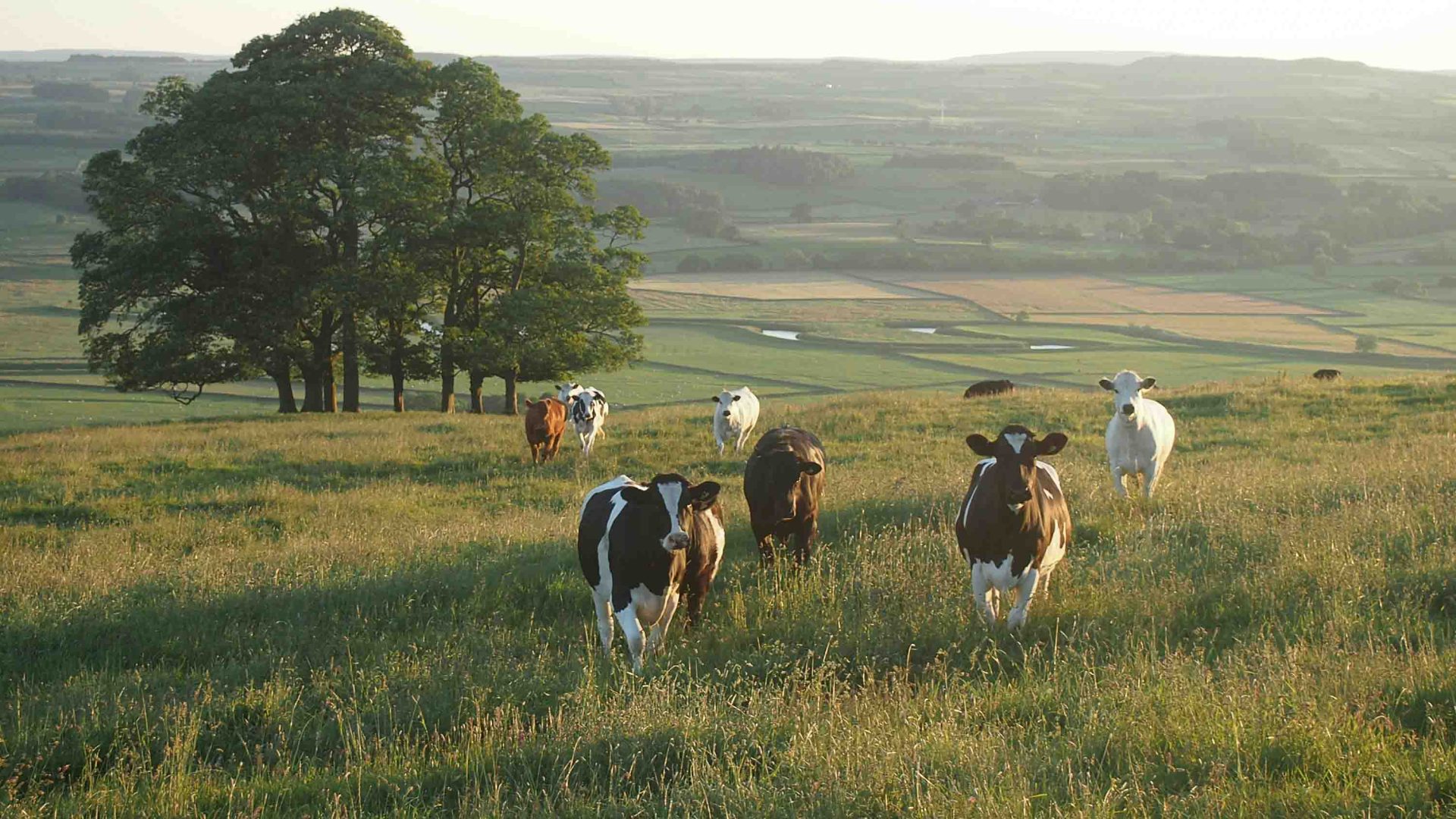 Cows in a green paddock.