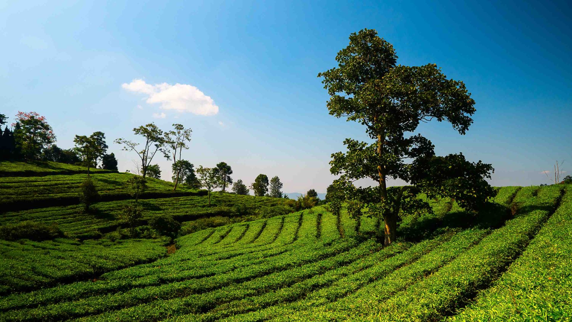 Tea plantations with rows of plants and some bigger trees.