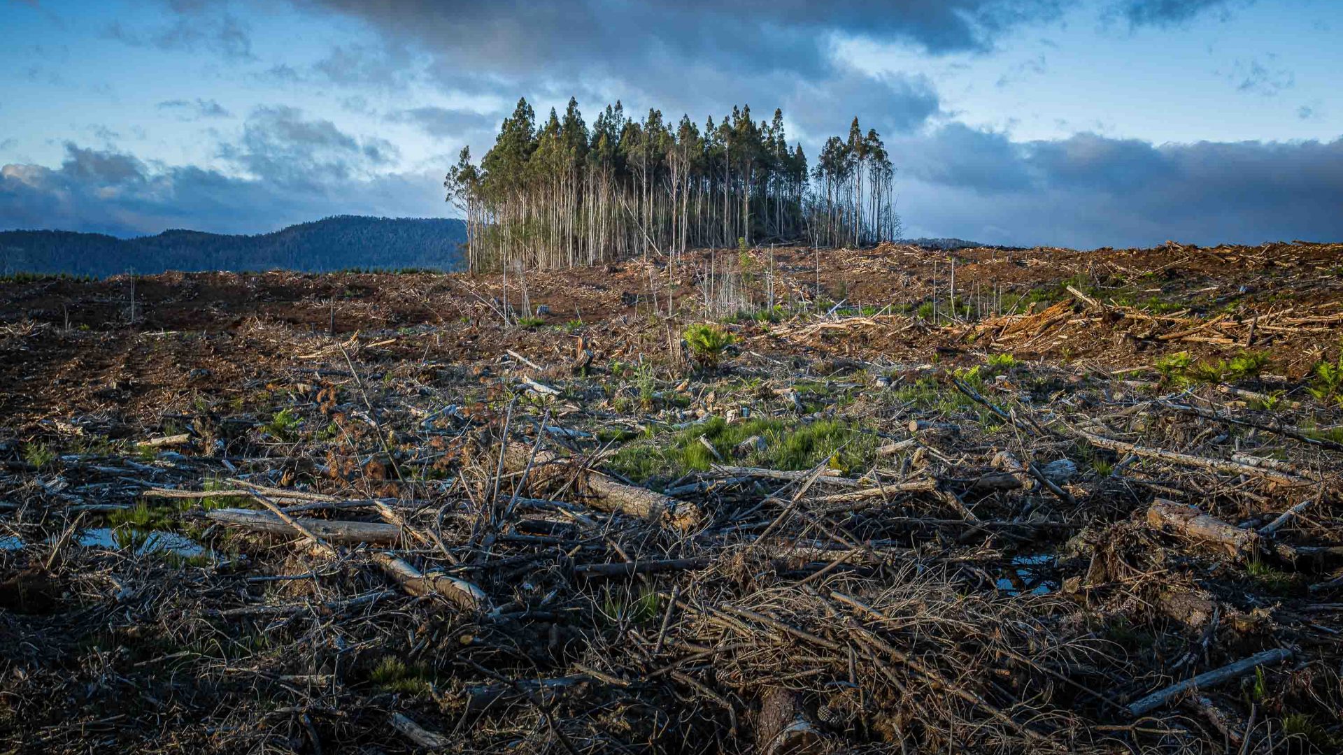 A small cluster of trees stands isolated amongst lots of chopped down ones.