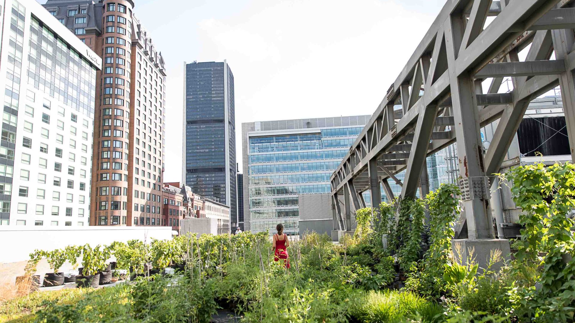 A person walks through an urban food farm surrounded by city buildings.