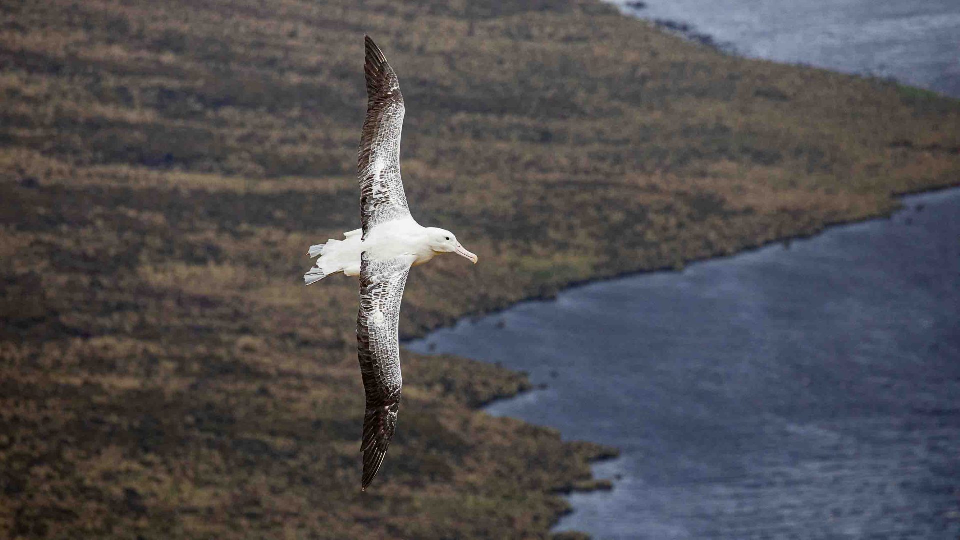 An albatross flies across a coastline.