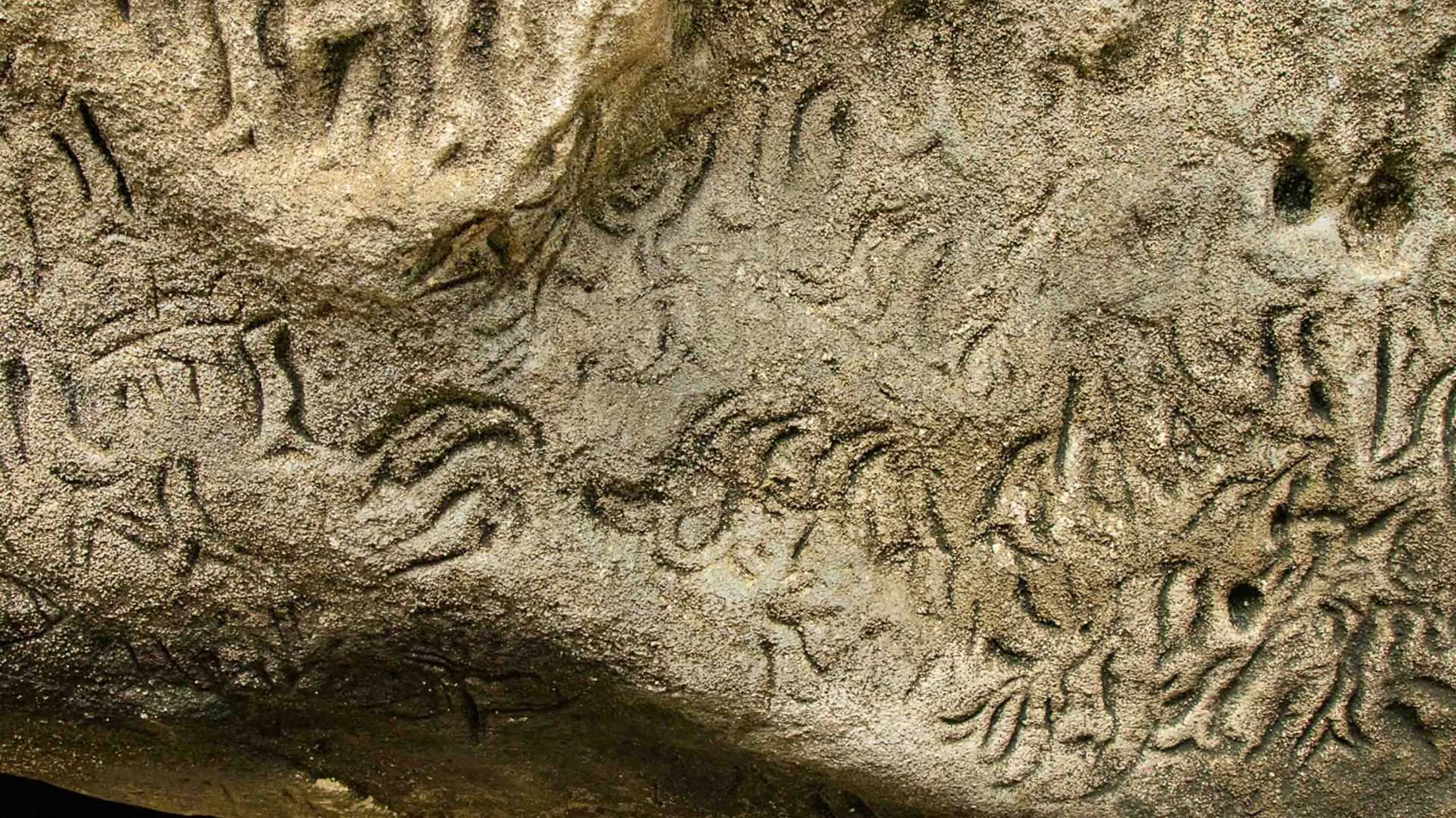 Limestone Moriori rock carvings (petroglyphs) of seals and birds in a cave.