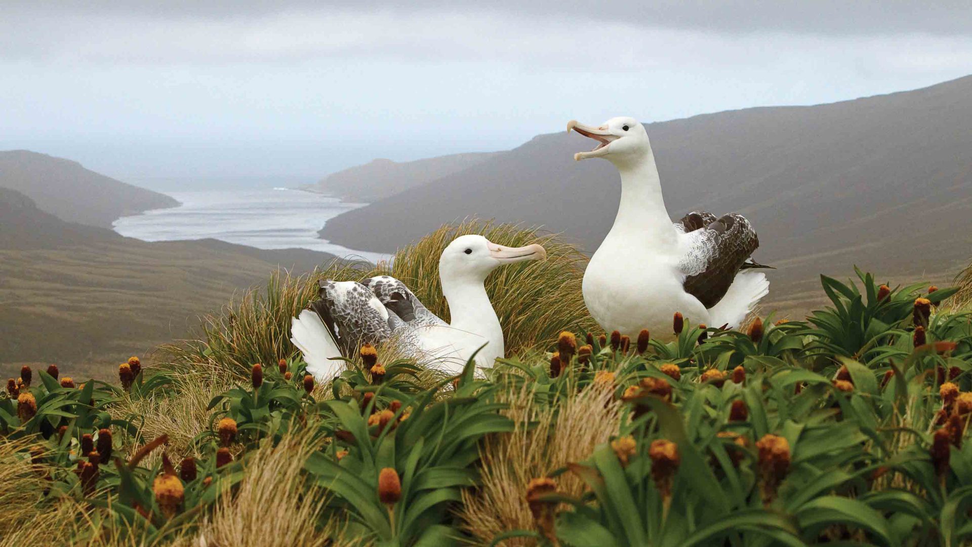 A pair of albatrosses among wildflowers in New Zealand subantarctic islands.