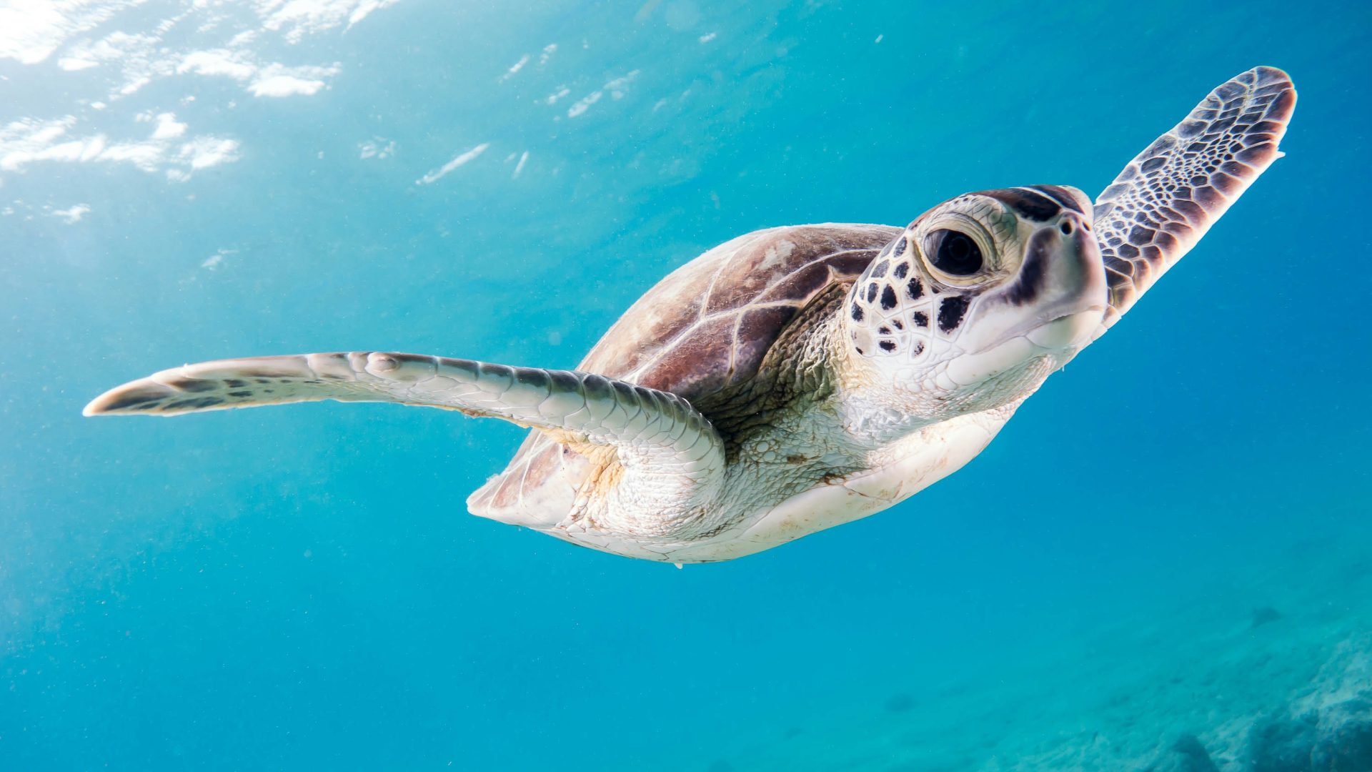 Meet Rambo, the marine ranger helping to protect wildlife in Comoros